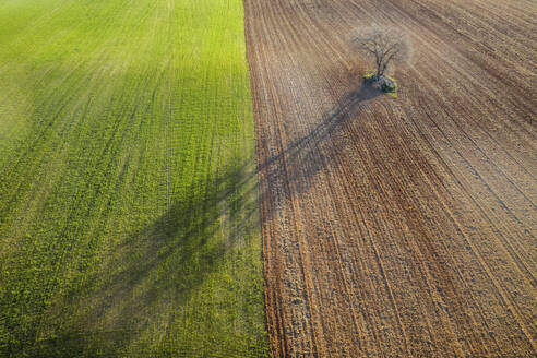 Luftaufnahme eines einsamen Baumes, der einen langen Schatten auf ein geteiltes Feld wirft, mit kontrastierenden Farben von Grün und Braun. - ADSF54394