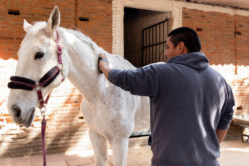 A man in a hoodie lovingly grooms a white horse with a purple halter, amidst a rustic stable backdrop. - ADSF54510