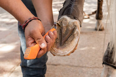 Close-up of a farrier's hand holding a hoof knife to trim the frog and sole of a horse's hoof, ensuring the animal's comfort and hoof health. - ADSF54512