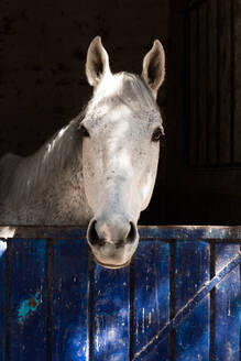 A curious white horse looks over a weathered blue stable door, catching sunlight on its features. - ADSF54513
