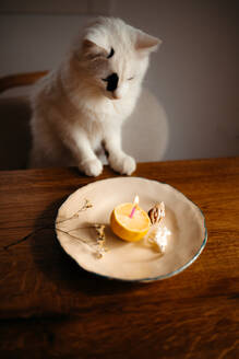 A white cat with a black patch on its head looks at a lit candle in a lemon on a ceramic plate, with a cozy and curious atmosphere - ADSF54516