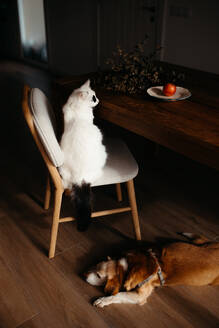 A white cat sits observantly on a chair beside a wooden table, while a brown dog sleeps peacefully on the floor in a cozy, dimly lit home - ADSF54519