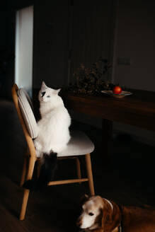 A serene domestic scene with a white cat perched on a dining chair and a brown dog resting on the floor in a dimly lit room - ADSF54520