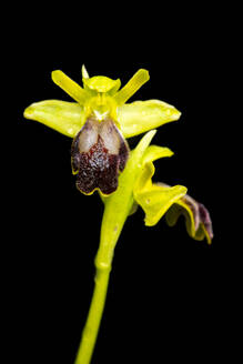 Elegant Ophrys lupercalis orchid with droplets on petals, featuring a striking dark labellum and lush green stem, set against a pure black backdrop - ADSF54537