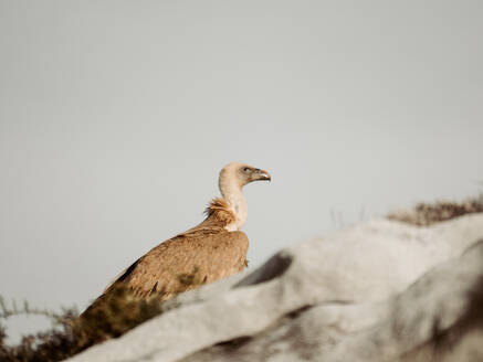 A vigilant Griffon Vulture perches on the limestone formations of Jaizkibel's coloured cliffs, with a soft-focus background that emphasizes the bird's striking profile. - ADSF54551