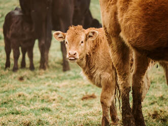 A curious young brown calf stares forward with a herd of dark-colored cattle in the background, set in a peaceful green pasture. - ADSF54554