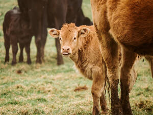 A curious young brown calf stares forward with a herd of dark-colored cattle in the background, set in a peaceful green pasture. - ADSF54554