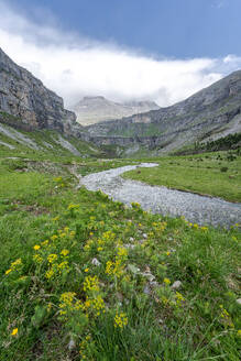 Ein ruhiger Bach schlängelt sich durch eine mit gelben Wildblumen übersäte Almwiese vor der schroffen Kulisse der Felsen des Valle de Ordesa - ADSF54745