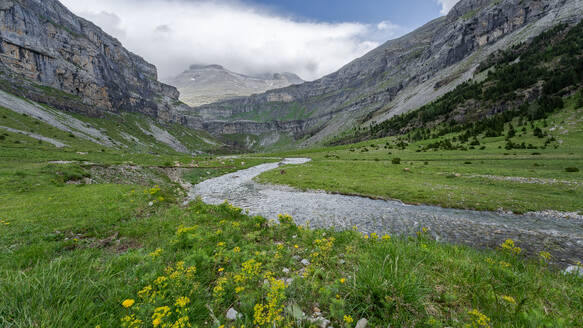 Ein ruhiger Bach schlängelt sich durch eine mit gelben Wildblumen übersäte Almwiese vor der schroffen Kulisse der Felsen des Valle de Ordesa - ADSF54746