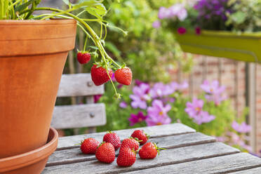 Reife Erdbeeren auf Holztisch - GWF08026