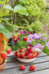 Reife Erdbeeren auf Holztisch - GWF08028