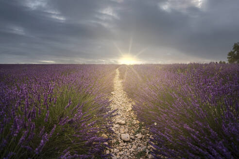 France, Provence, Valensole, Lavander fields at sunset - LOMF01397