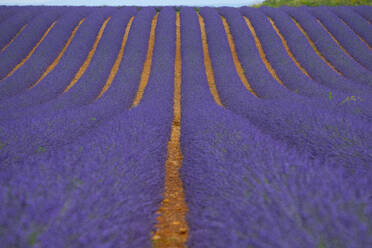 France, Provence, Valensole, Lavander fields - LOMF01398
