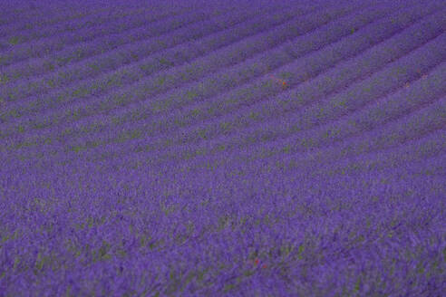 France, Provence, Valensole, Lavander fields - LOMF01399