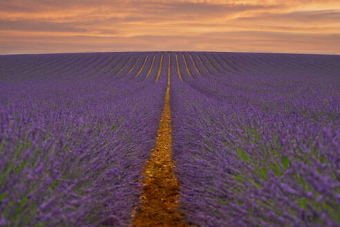 France, Provence, Valensole, Lavander fields - LOMF01400