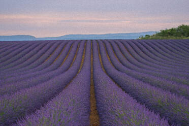 France, Provence, Valensole, Lavander fields at sunrise - LOMF01401