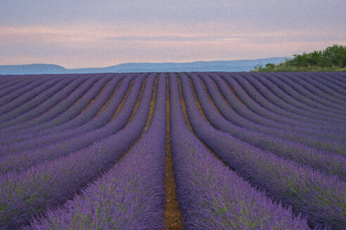 France, Provence, Valensole, Lavander fields at sunrise - LOMF01401