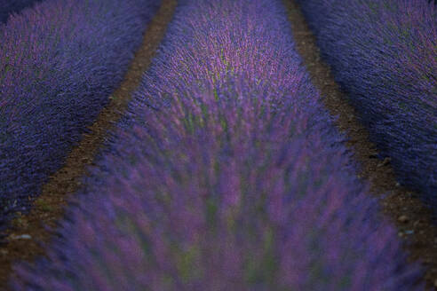 France, Provence, Valensole, Lavander fields at sunrise - LOMF01403