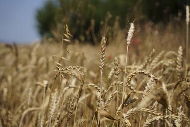 Ears of wheat in the field - MDOF01975