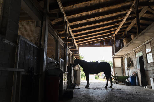 Silhouette Pferd im Stall stehend - NDEF01625