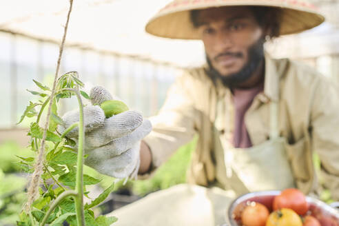 Landwirt erntet Tomaten im Gewächshaus - DSHF01679