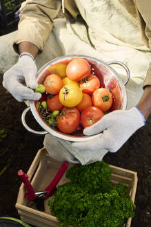 Landwirt hält ein Sieb mit frisch geernteten Tomaten neben einer Kiste - DSHF01680