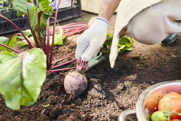 Hand eines Landwirts bei der Rübenernte im Garten - DSHF01681