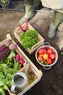 Landwirt steht neben einer geernteten Gemüsekiste - DSHF01682