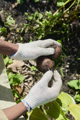 Gärtner prüft die Qualität der frisch geernteten Kartoffeln im Garten - DSHF01686