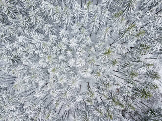 Luftaufnahme von schneebedeckten Bäumen in Rückholz, Bayern, Deutschland. - AAEF28240