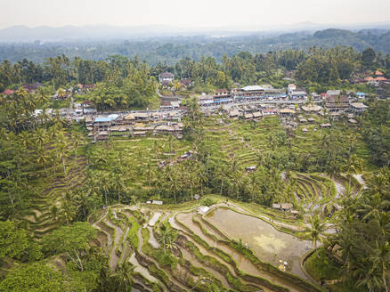 Luftaufnahme der Tegallalang Reisterrasse, Tegallalang, Bali, Indonesien. - AAEF28267