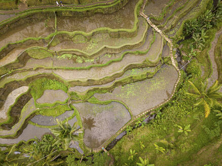 Aerial view of Tegallalang Rice Terrace, Tegallalang, Bali, Indonesia. - AAEF28268