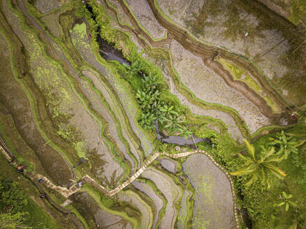 Aerial view of Tegallalang Rice Terrace, Tegallalang, Bali, Indonesia. - AAEF28269