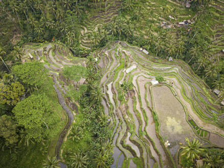 Luftaufnahme der Tegallalang Reisterrasse, Tegallalang, Bali, Indonesien. - AAEF28270