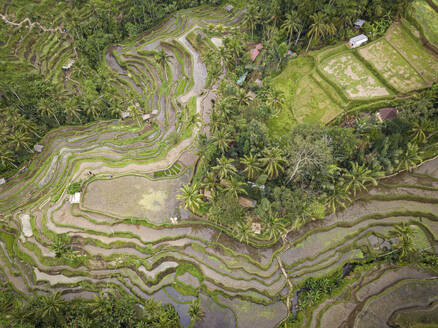 Aerial view of Tegallalang Rice Terrace, Tegallalang, Bali, Indonesia. - AAEF28271