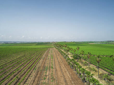 Luftaufnahme eines schönen ländlichen Weinbergs, Central District, Israel. - AAEF28325