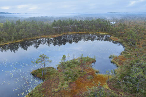 Aerial view of wetland with pine trees and reflections in Ozero Rybachye lake, Roschinskoe, Karelia, Russia. - AAEF28420