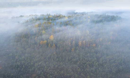 Aerial view of misty forest at sunrise, Karelia, Russia. - AAEF28435