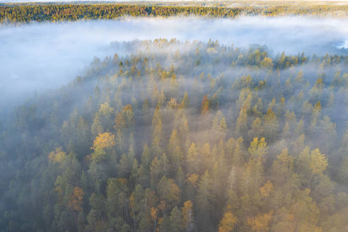 Aerial view of misty forest at sunrise, Karelia, Russia. - AAEF28436