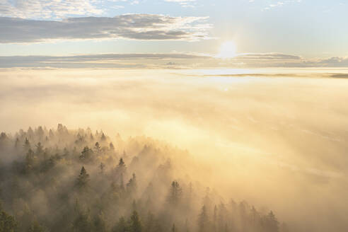 Aerial view of misty forest at sunrise, Karelia, Russia. - AAEF28437