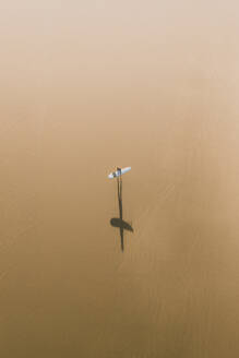 Luftaufnahme eines Surfers und seines Schattens an einem goldenen Strand in Peniche, Portugal. - AAEF28450