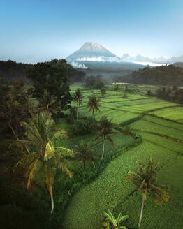 Luftaufnahme von landwirtschaftlichen Feldern und üppig grünen Reisfeldern mit dem majestätischen Berg Agung im Hintergrund, Karangasem, Bali, Indonesien. - AAEF28553