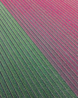 Aerial drone view of colorful tulip fields split in the middle, spring in Holland, The Netherlands. - AAEF28566