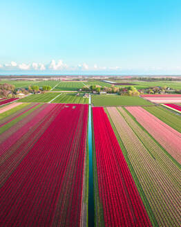 Aerial Drohne Blick auf bunte Tulpenfelder und grüne Landschaften, Sonnenaufgang Frühling in Holland, die Niederlande. - AAEF28570