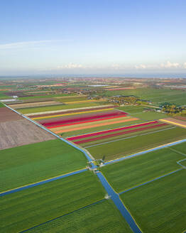 Aerial Drohne Blick auf bunte Tulpenfelder und grüne Landschaften, Sonnenaufgang Frühling in Holland, die Niederlande. - AAEF28572