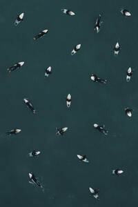 Aerial view of a many surfers swimming in the sea, in Portugal. - AAEF28600