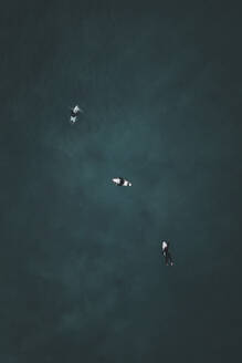 Aerial view of a three surfers swimming in the sea, in Portugal. - AAEF28607