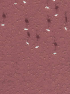 Aerial view of the pink salt flats and the flamingos with their shadow in Sicily, Italy. - AAEF28636