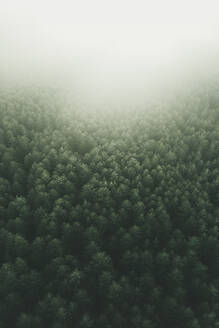 Aerial view of the green trees in the mountain in Sicily, Italy. - AAEF28641