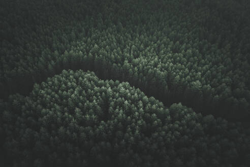 Aerial view of a road covered by trees in Sicily, Italy. - AAEF28642